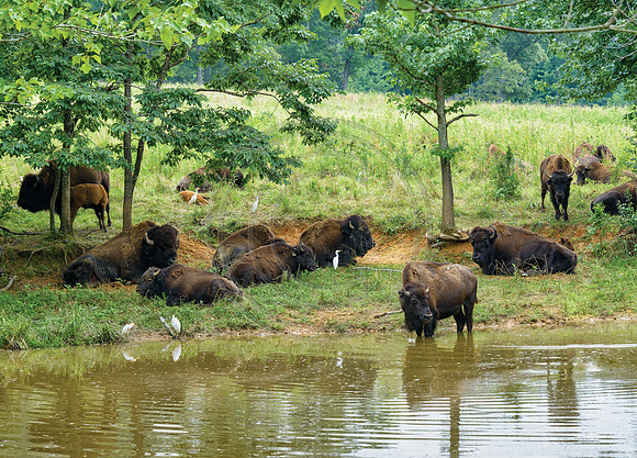 Buffalo5287