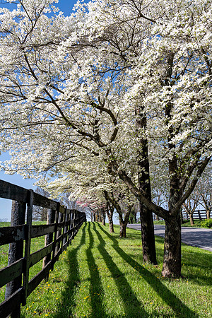 Dogwoods_Fence_7395_14x24