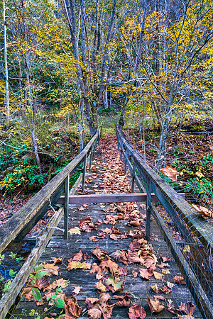 Fall_E_KY-2922