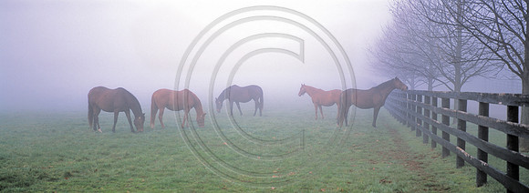 Horses_3ChimneysFog
