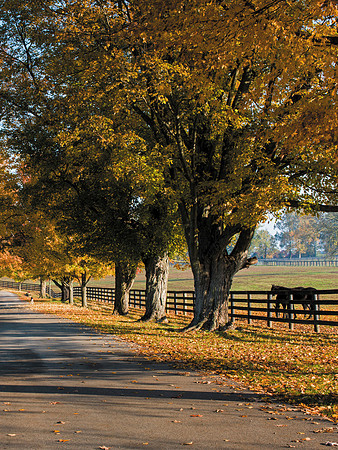 Horse_Hunerton_Fall-1220854b