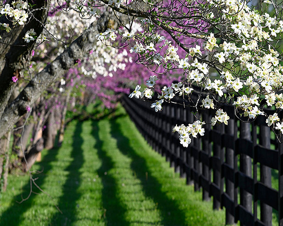 Dogwoods)Redbuds9999fb
