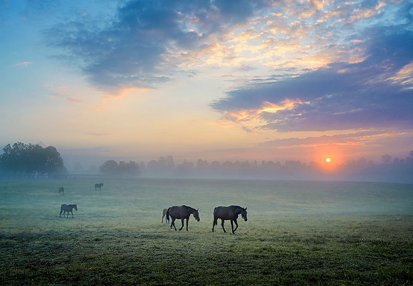 Horses_Hunterton7557w