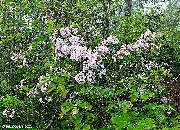 Gorge_Rhodo0631w