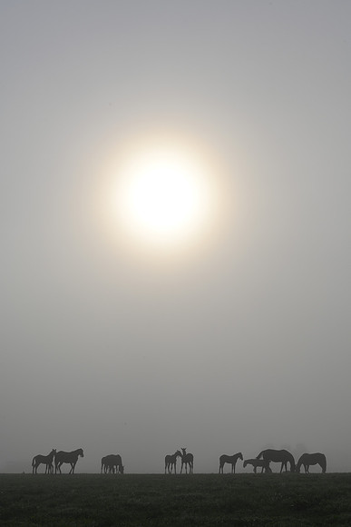 _JRP2779