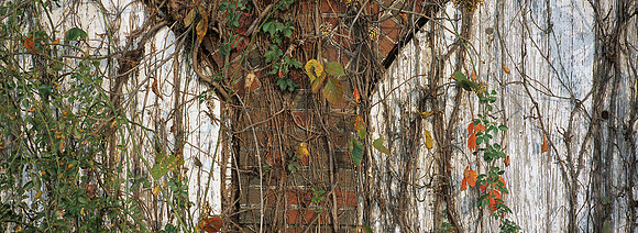 BrickBarn_vines