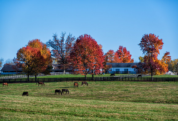 Horses-Hunterton_Fall3973