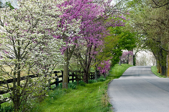 Pisgah_Dogwoods_Redbuds2080