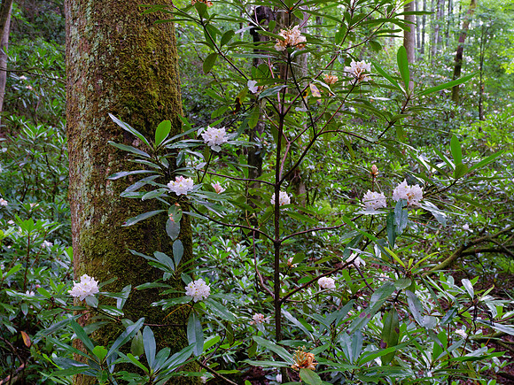 GFXS3514_Radiant