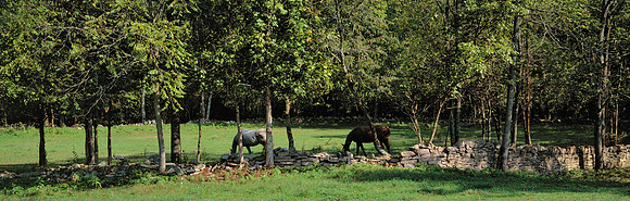 Horses_rockwall