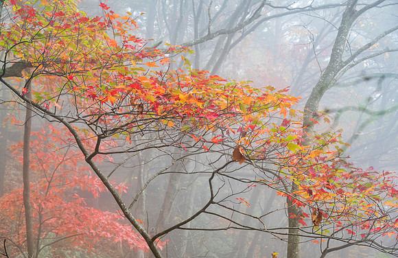 Fall_E_KY-2397