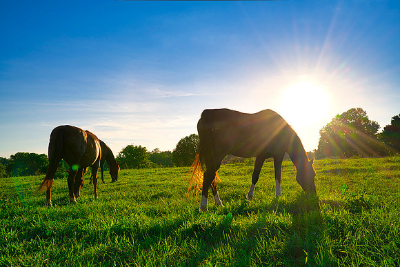 Horses_sunset8723w