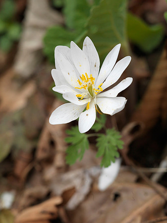 Gorge_Flowers_1218619