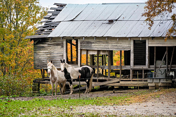 Shack_Horses_6701-16x24