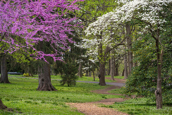 Redbud_Trail_7339-16x24