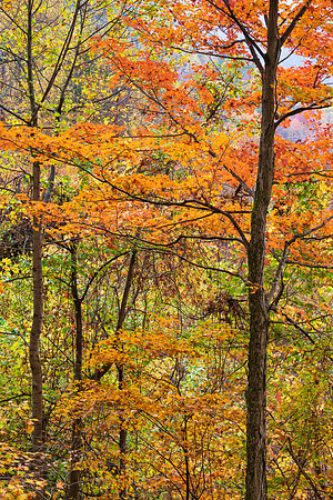 Fall_E_KY-2612_30