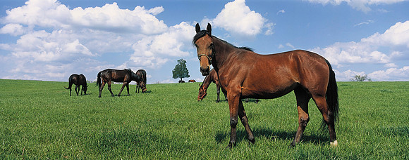 HorsesPisgah