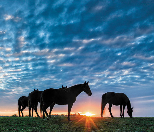 KY_HorseSunset-1222290c2USM