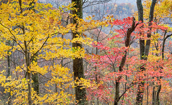 Fall_E_KY-2740