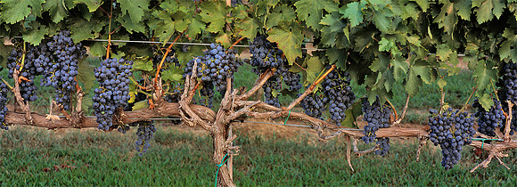 TalonWinery_grapes