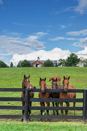 Horses-8918