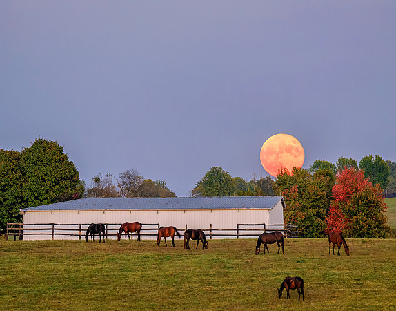 Horse_Hunterton_Moon7700w