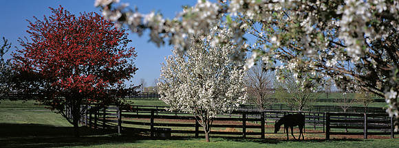 Horse_springblooms