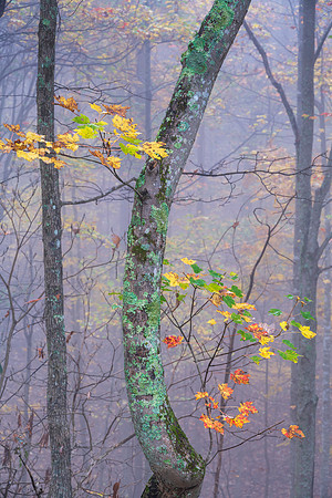 Fall_E_KY-2511