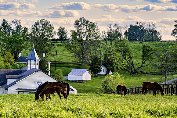 Horses_0011-16x24