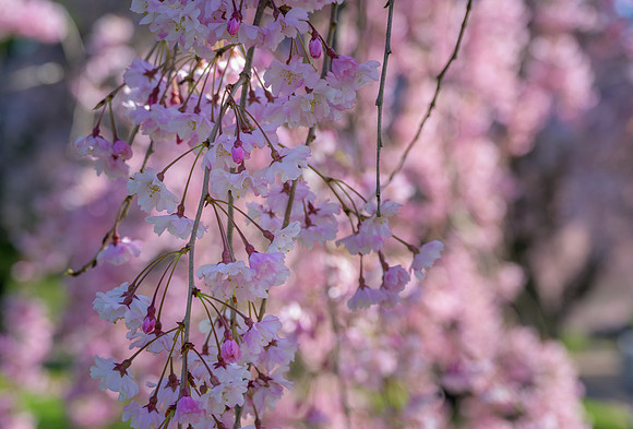 KY-Spring_Blooms6681
