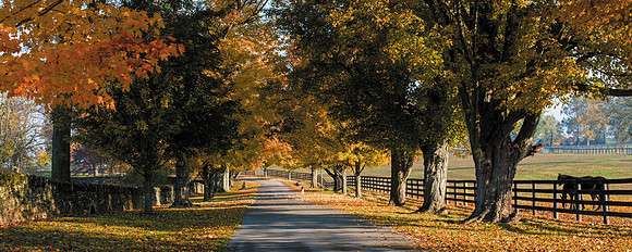 Horse_Hunerton_Fall-1220854pancrop