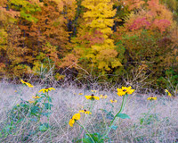 GFXS3674_Radiant