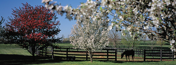 Horse_springblooms
