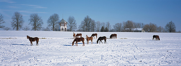 horses-snow