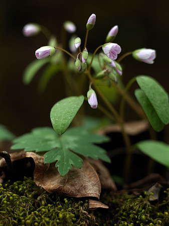 WildflowersGorge_1218629