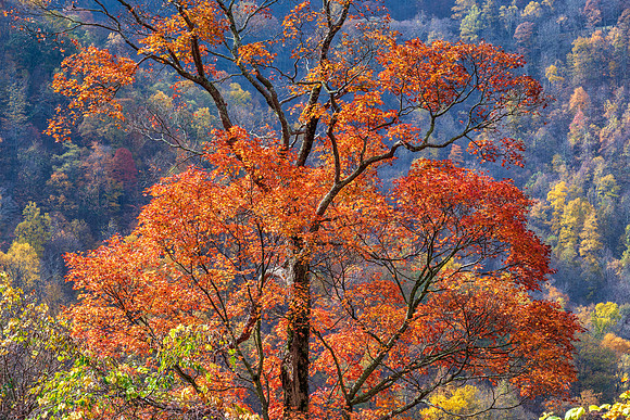 Fall_E_KY-2728_30