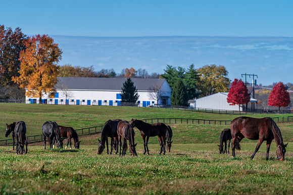 Horses-Hunterton_Fall6588