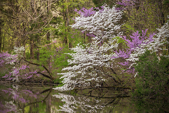 Redbud_Dogwood_7765_16x24crop