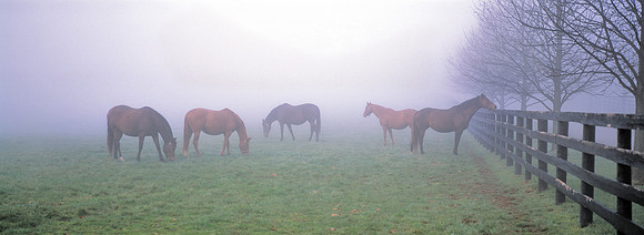Horses_3ChimneysFog