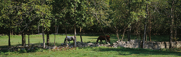 Horses_rockwall