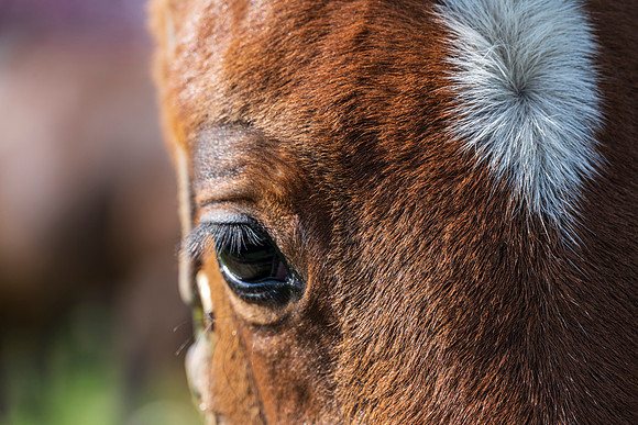 Horses_Spring-7138