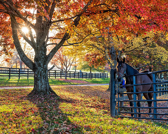 Horses-4110web