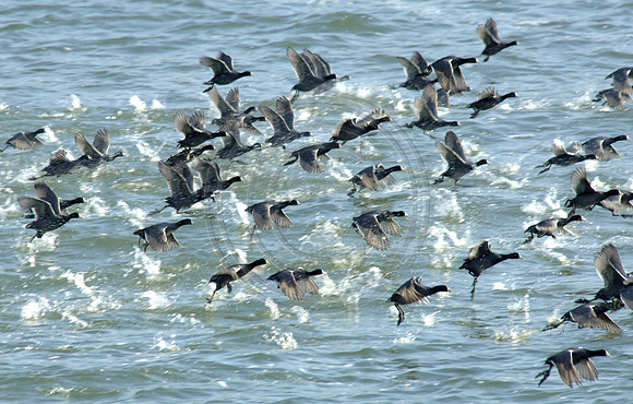 Geese0398w